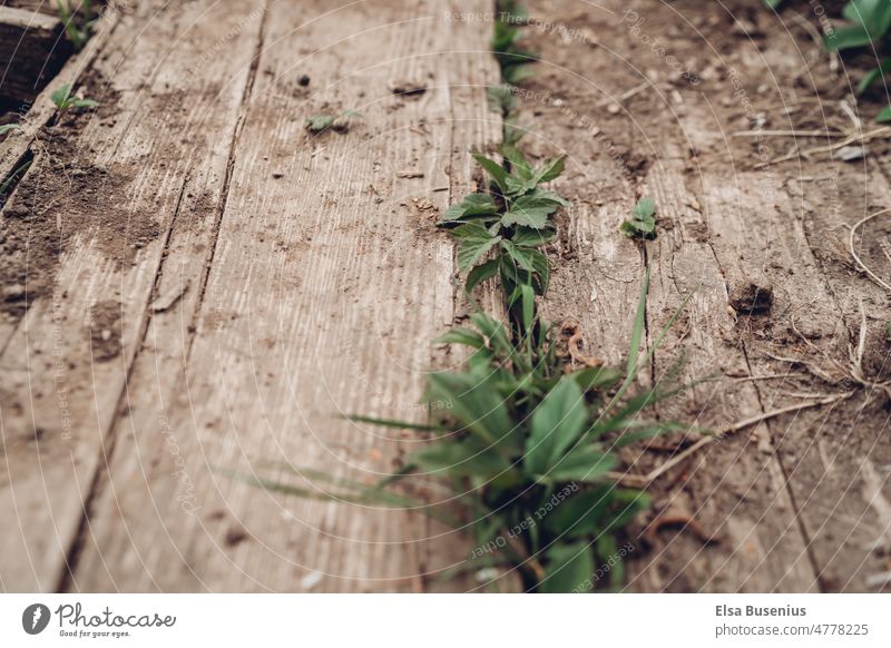 Wooden board old boards Garden Structures and shapes Deserted Old Detail Pattern Wood grain Close-up Brown naturally Weathered Contrast Weed wax