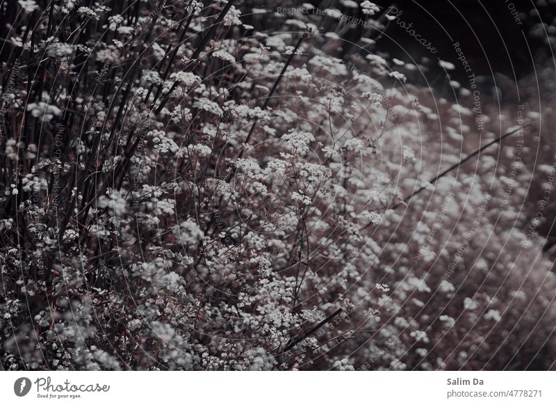 A lovely white flowers union, close up picture Nature Blossom Blossoming Flower Contrast White Close-up closeup Natural Natural color background Spring