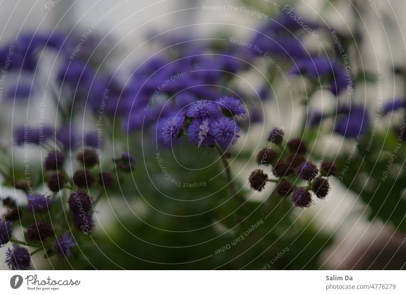 Lovely purple flowers close up Flower Flowers and plants Purple purple blossom background Background picture backgrounds backgrounds nature Beautiful bloom