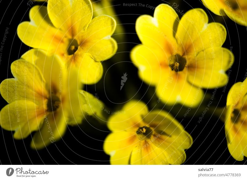 bright yellow flowers of the true cowslip primula veris Flower Plant Blossom Close-up Primrose Yellow Colour photo Spring Nature Garden Shallow depth of field