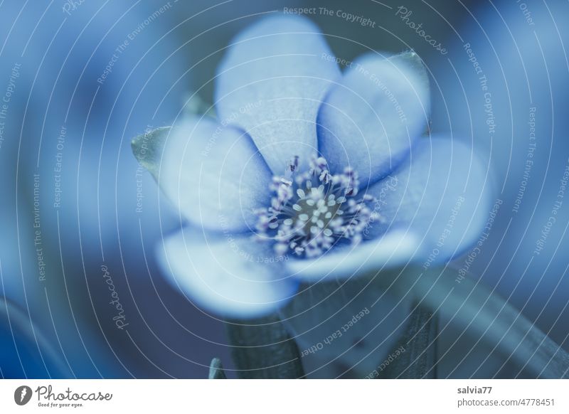 Blue miracle Blossom Hepatica nobilis Plant Flower Nature Blossoming Shallow depth of field Delicate chill Fragrance Colour photo Macro (Extreme close-up)