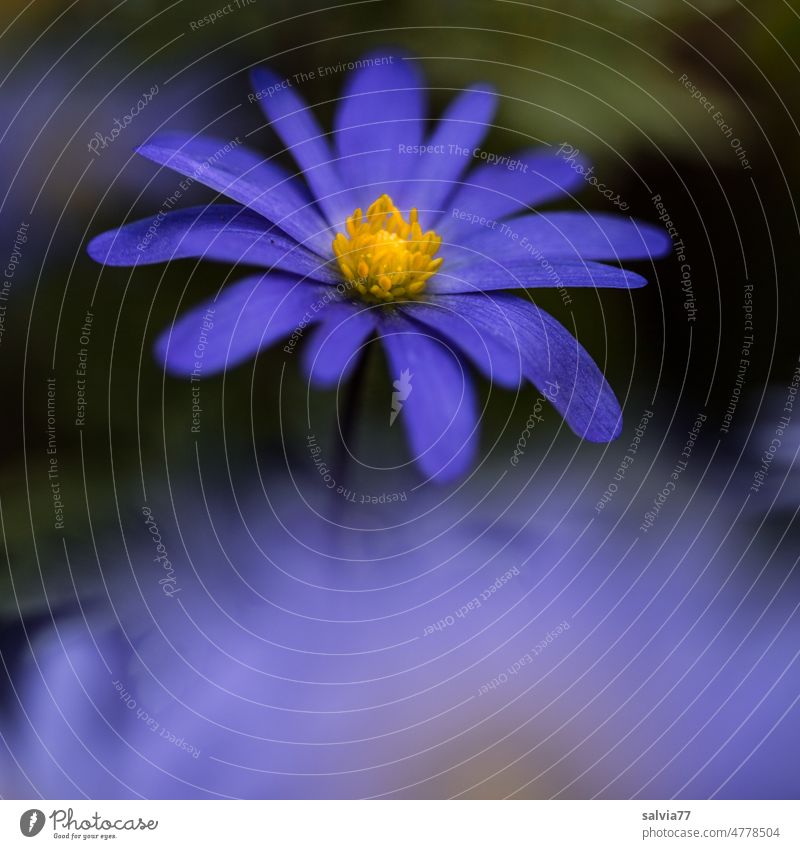 filigree | blue spring anemone blue anemone Spring Flower Blossoming Macro (Extreme close-up) Nature Plant blurriness Garden Poppy anenome pretty Delicate