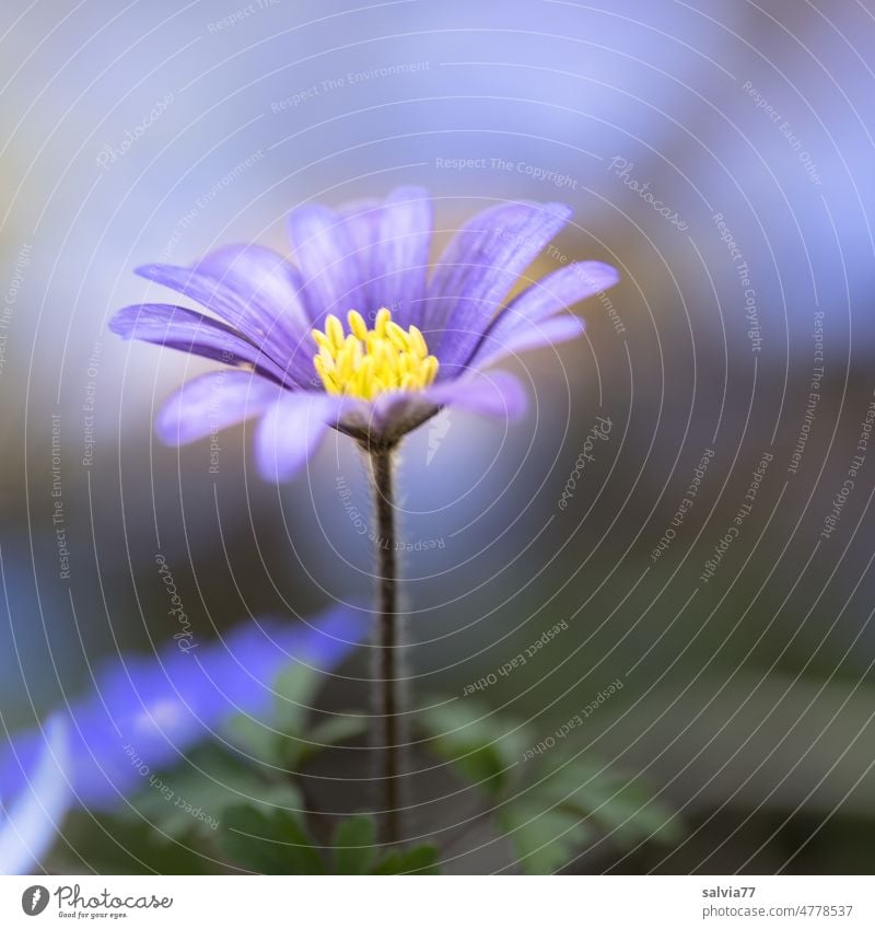 Anemone blanda, blue Balkan anemone Flower Blossom Blue purple Garden Poppy anenome Spring Blossoming Fragrance Nature Plant Close-up Shallow depth of field