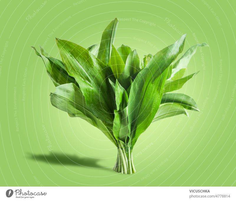 Wild garlic bunch on green background. Seasonal wild herbs background wild garlic seasonal flavorful cooking ingredient healthy springtime food front view fresh