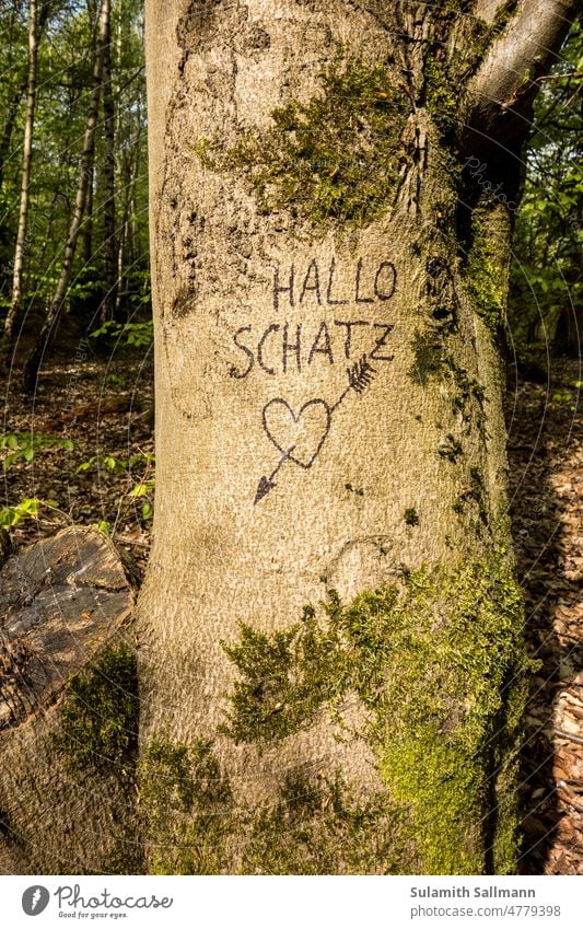 Hello treasure plants Sign Tree Botany Germany Plant symbol Affection Inscription engraved love message embassy mark heart with arrow With love Salutation