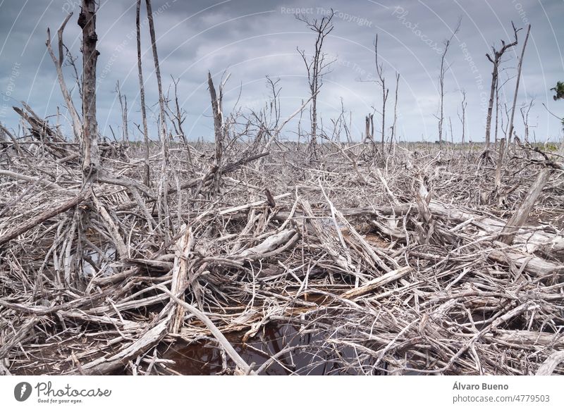 Desolate and devastated landscape of mangroves and hurricane-ravaged vegetation of the Caribbean Sea on a gray day on the Guanahacabibes Peninsula, Cuba