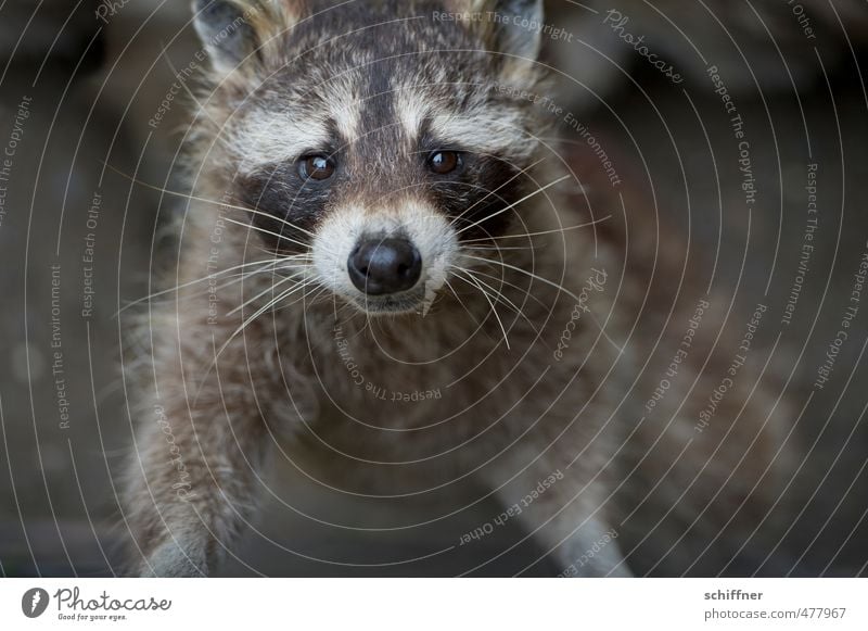 Black-and-white gray. and a little brown Animal Wild animal Animal face Pelt 1 Dirty Gray White Raccoon Beautiful Cute Grinning Comical Coat color