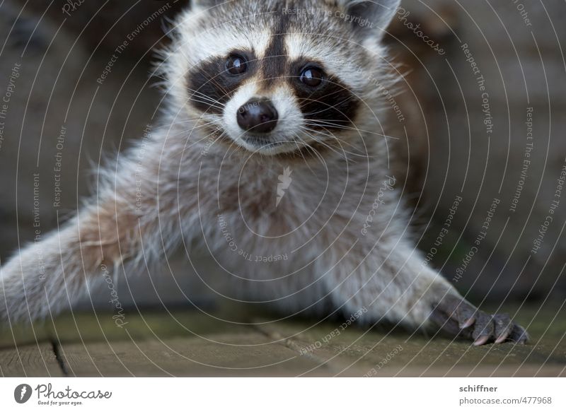 What? Washing? Animal Wild animal Animal face Pelt Claw Paw Zoo 1 Gray Black White Desire Beg Surprise Beautiful Comical Button eyes Raccoon Sadness Looking