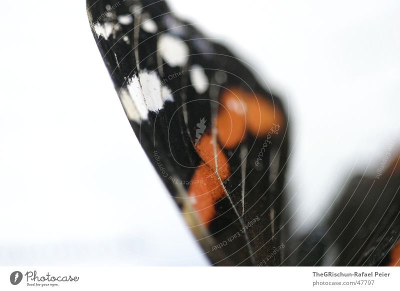 butterfly Butterflies in the stomach Wing Butterfly Macro (Extreme close-up) Section of image Partially visible Detail Bright background Isolated Image