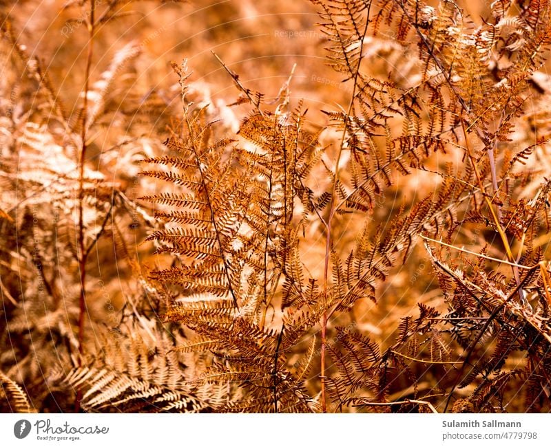 filigree fern Nature plants Botany Brown Fern Plant Sicily ferns Delicate Sepia Monochrome plant world Graceful pretty flora Fine slender