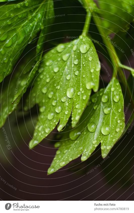 Water drops on parsley spices macro Drop Dew Drops of water Rain Green Detail Exterior shot Wet Nature Plant Light Summer Reflection Macro (Extreme close-up)