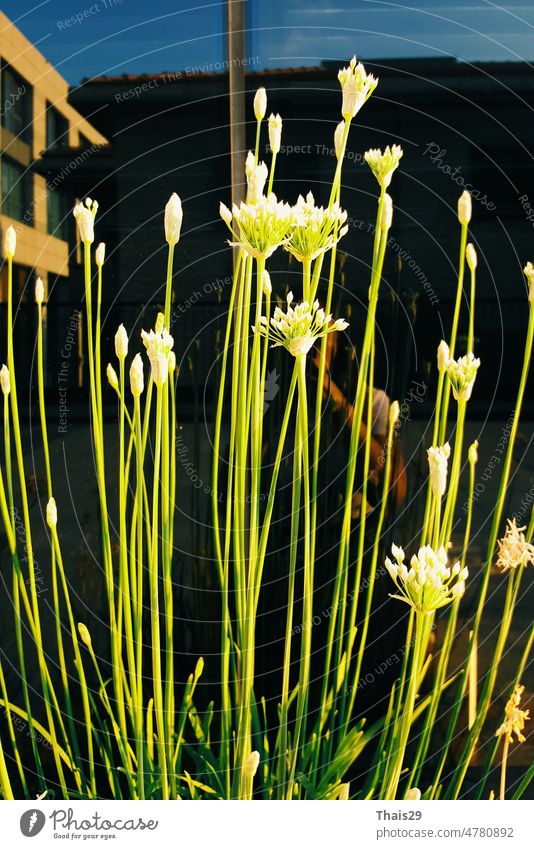 Beautiful blooming long stem flowers fresh garden plant bouquet petals closeup leaf nature green white colorful photo summer yellow blossom floral passion