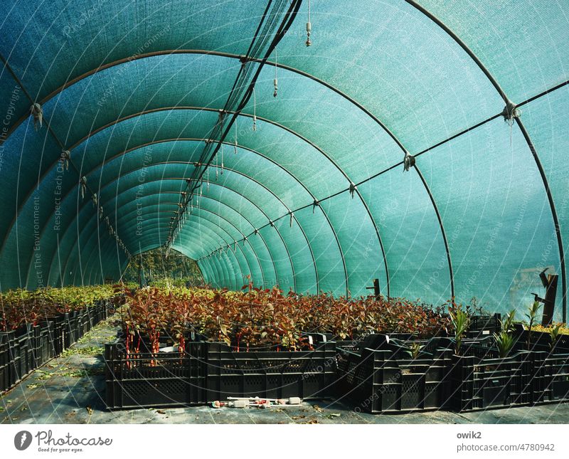 look down the tube Market garden Tarpaulin Canopy Tent Plastic Insight tarpaulin Winter garden Framework Green convex Semicircular tubular transparent weave