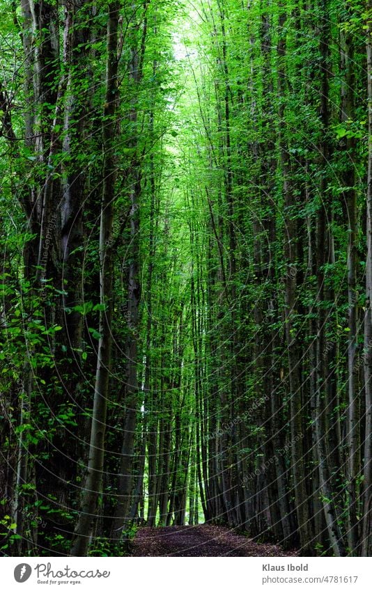 Dark forest Landscapes dark & gloomy darkness Forest Deserted Light trees somber Exterior shot Tree Nature Contrast Moody Environment Eerie Loneliness Green