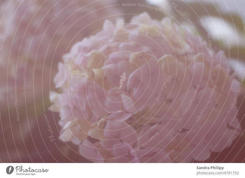 delicate pink blooming hydrangea flower against blurred background Flower Hydrangea blossom Blossom Colour photo Close-up Exterior shot Plant Nature Detail