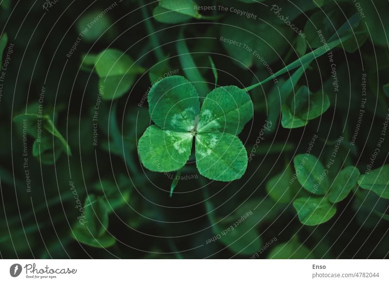 Four-leaf clover on shamrock meadow, overhead view, dark green grass background, lucky charm, copy space cloverleaf four 4 four leaf four leaf clover good luck