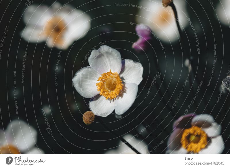 Japanese Anemone flowers - dark moody floral background, beauty in nature pink flowers atmospheric delicate Anemone Japonica anemone hupehensis autumn beautiful