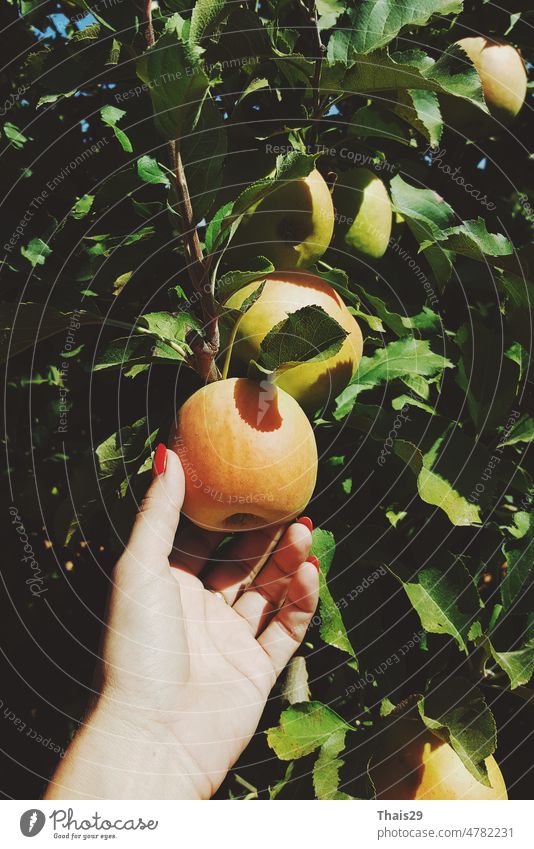 woman hand picking an apple, Woman harvesting fruit from branch at autumn season fruit tree apple tree farm agricultural growth eating farming gardening health