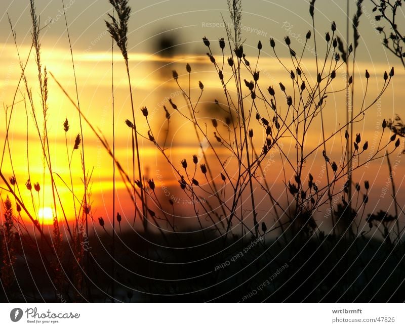 The last rays of the sun Grass Blade of grass Plant Sunbeam Sunset Clouds Red Yellow Gray Black Meadow Autumn Stalk Back-light Color gradient Colour transition