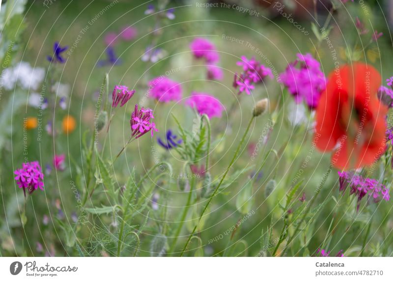 Filigree | look the flowers in the meadow Nature flora Flower Plant Leaf blossom Day daylight fade Garden Summer petals wax Blossom Poppy poppies buds leaves