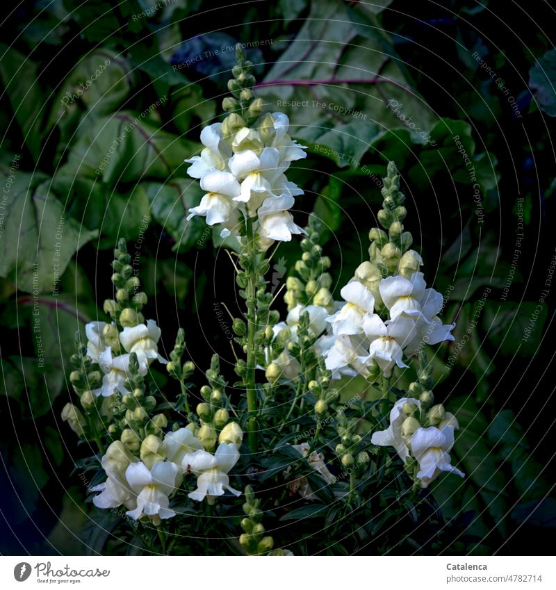 Snapdragon in front of beet leaves Nature flora Plant Flower snapdragon Plantain plants Ornamental plant antirrhineae blossoms buds fade beetroot Vegetable Leaf