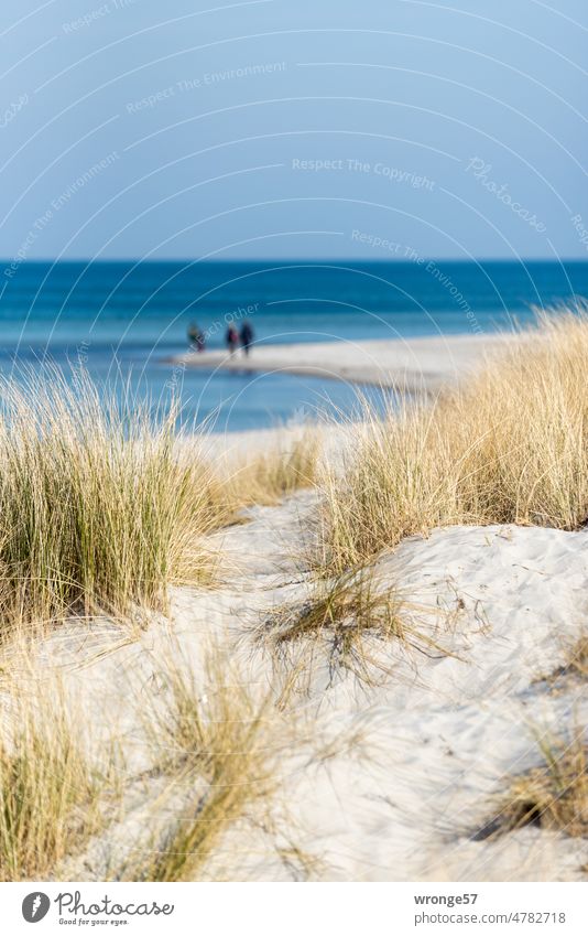 Calm before the storm - a few strollers on the Baltic Sea beach Fischland coast Beach Beach walkers Sandy beach Beautiful weather Blue sky Horizon duene