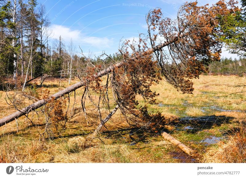 no maypole Tree Jawbone Tumble down Dry Bog Nature reserve Gale moorland Allgäu Landscape Environment Water Across overthrow sb./sth. Shriveled