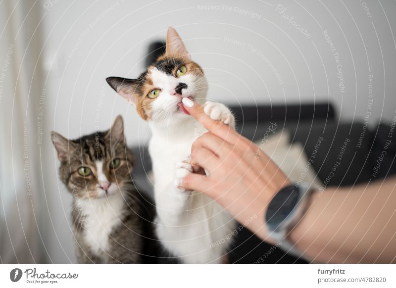 cats hungry for snacks licking pet owner's finger kitty two animals young woman female person caucasian girl calico white tricolor tabby pets feeding cat food