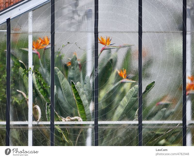 Window seat - strelitzias stand like proud birds in a greenhouse Strelizia Strelizia blossom Greenhouse View from a window Plant Garden Botanical gardens Botany