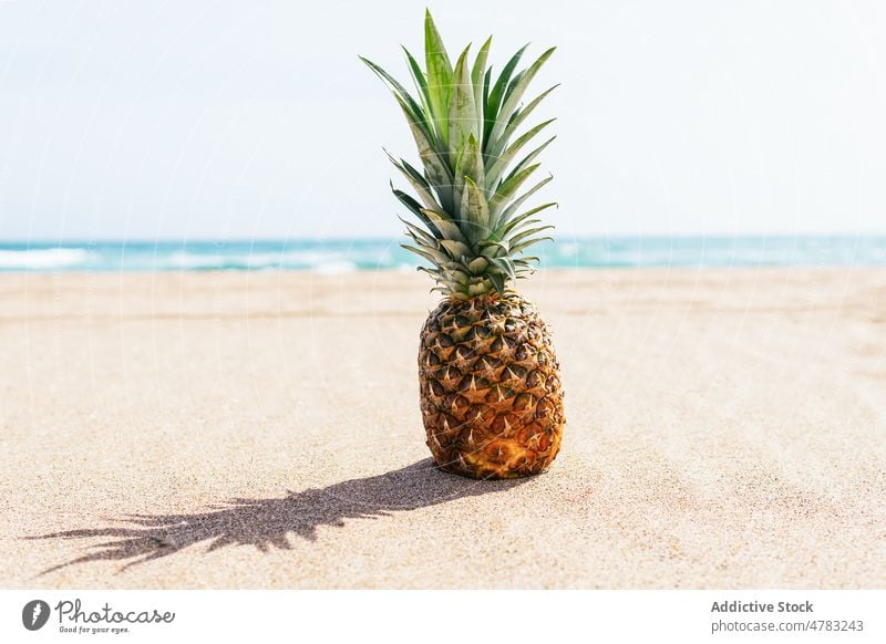 Pineapple on sandy beach near sea pineapple fruit tropical exotic vitamin coast resort shore summer healthy food nature fresh crown seaside cloudless ripe