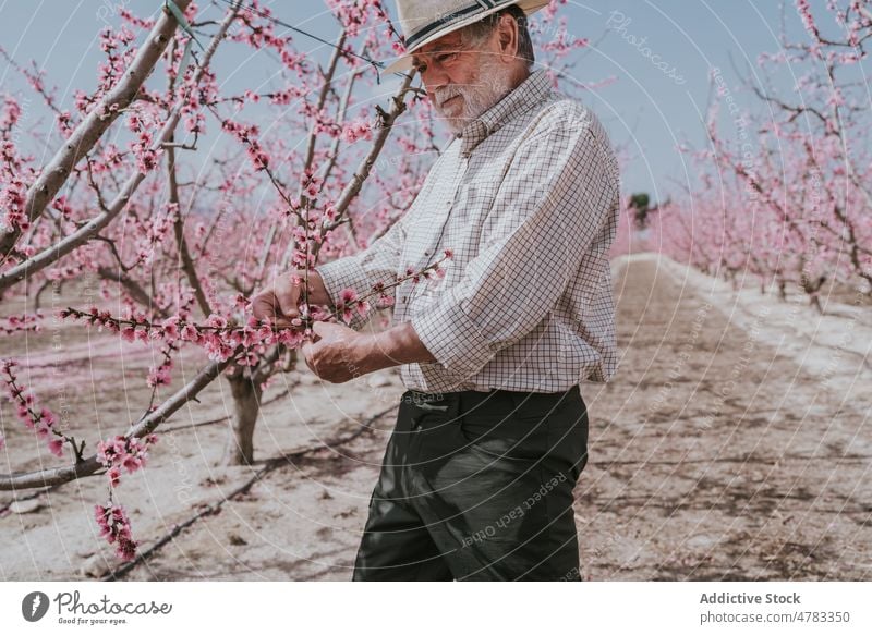 Mature farmer thinning apricot tree man bloom plantation orchard countryside cultivate garden blossom flora summer nature floral many branch grow flower vivid