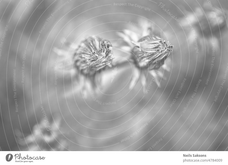 One more dandelion photography. Closed dandelion flowers on the background of spring meadows, evening. beautiful beauty field floral garden grass green leaf