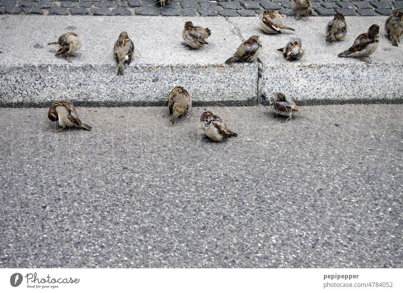 Curbside sparrows Sparrows birds Bird Animal Wild animal Grand piano Group of animals Deserted Environment Day take a break Wait Exterior shot Colour photo Free