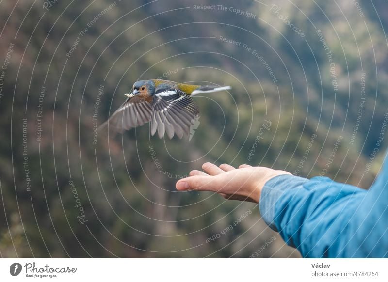 Rare Madeiran chaffinch has flown to the man's hand for food crumbs and to see if he is safe. Fringilla coelebs maderensis. The experience of a lifetime. Levada dos Balcoes, Madeira, Portugal