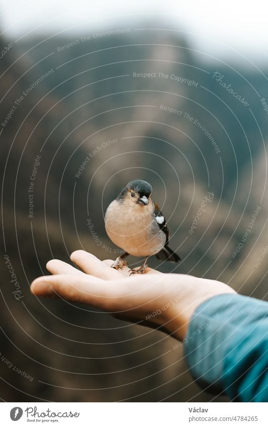 Rare Madeiran chaffinch has flown to the man's hand for food crumbs and to see if he is safe. Fringilla coelebs maderensis. The experience of a lifetime. Levada dos Balcoes, Madeira, Portugal