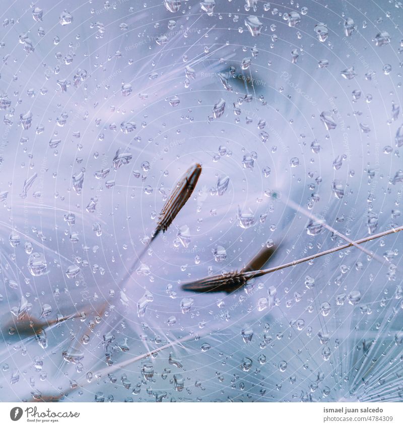 dandelion seed and raindrops in rainy days flower bright water wet freshness fragility flora beautiful garden nature abstract textured soft softness background