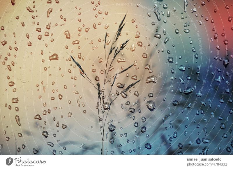 flower plants and raindrops in rainy season water wet shiny bright garden floral nature natural foliage abstract textured freshness outdoors background beauty