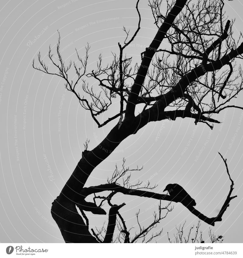 Crow on bare tree raven Bird Raven birds Raven Bird Tree Bleak Winter Autumn Black Sky Animal Nature Branch Contrast Sit silhouette Treetop sedentary naturally