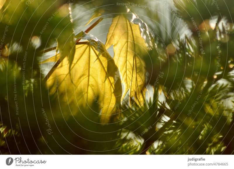 forest Forest Tree Nature Maple tree Maple leaf Light Illuminate foliage Sunlight twigs Environment Leaf Maple branch