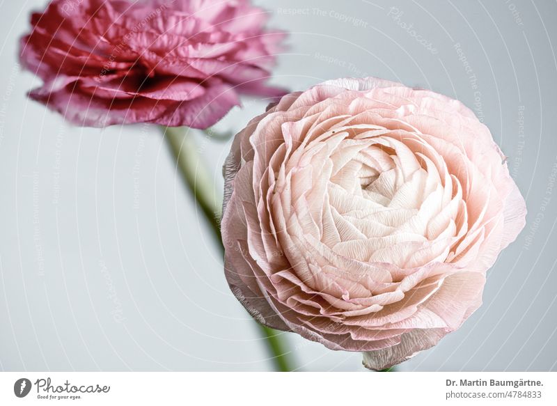 Ranunculus, Asian buttercup ( Ranunculus asiaticus ), high key image Buttercup Asiatic buttercup Florist's Ranunculus Blossom blossom cut flower