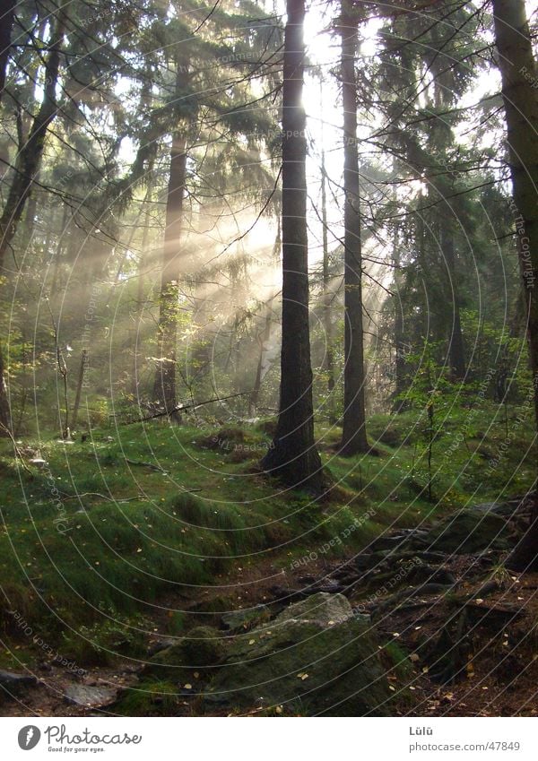 October Sun Hiking Agriculture Forestry Environment Nature Landscape Plant Autumn Tree Meadow Relaxation Calm Spruce Colour photo Exterior shot Deserted Day