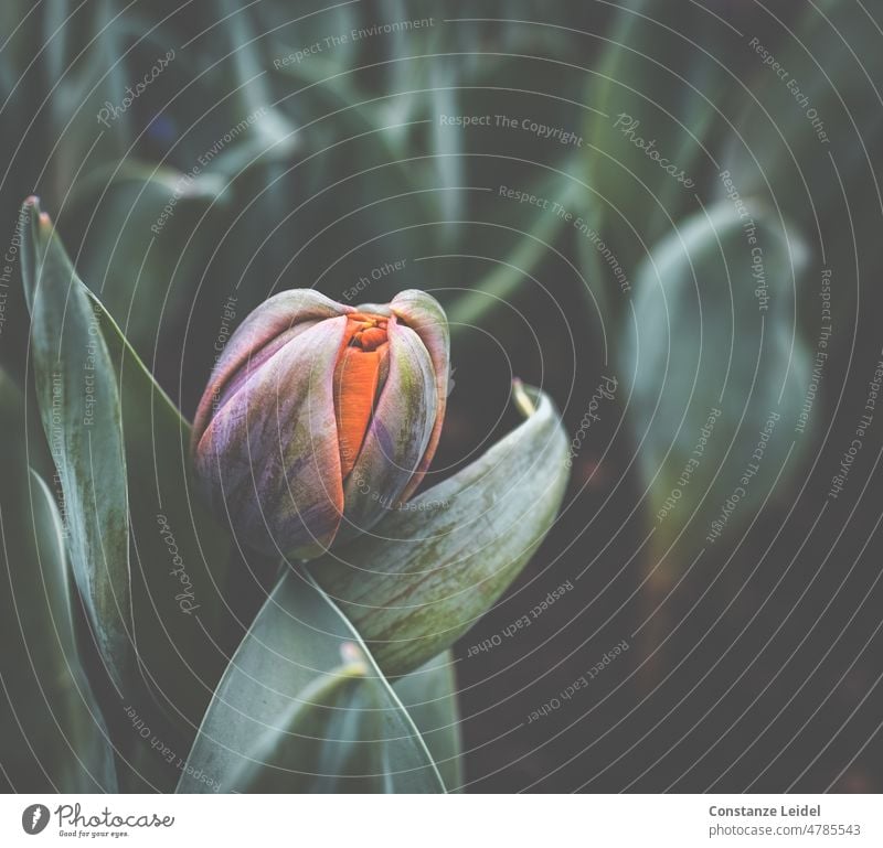 Rising tulip against dark background Tulip Blossom Flower Tulip blossom Spring Blossoming Plant Green tulips Colour photo flowers tulip leaf Tulip time