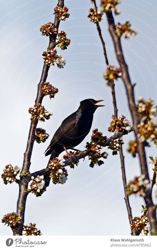 Blackbird singing in the evening sun in a flowering cherry tree blackbird male songbird Sing Singer Cherry blossom cherry blossom Branch Twig Spring