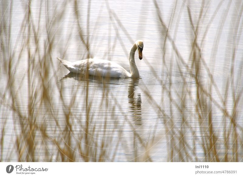 UT spring land air |white swan Season Spring Animal Wild animal Duck birds Bird Swan Body of water Pond reflection white plumage long neck reed Observe covert