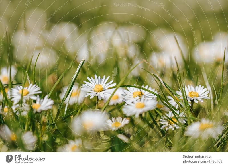 gaenseBluemchen Daisy Meadow Flower Spring Nature Grass Green Summer Close-up Garden Plant Blossom Exterior shot Flower meadow Deserted Blossoming Colour photo