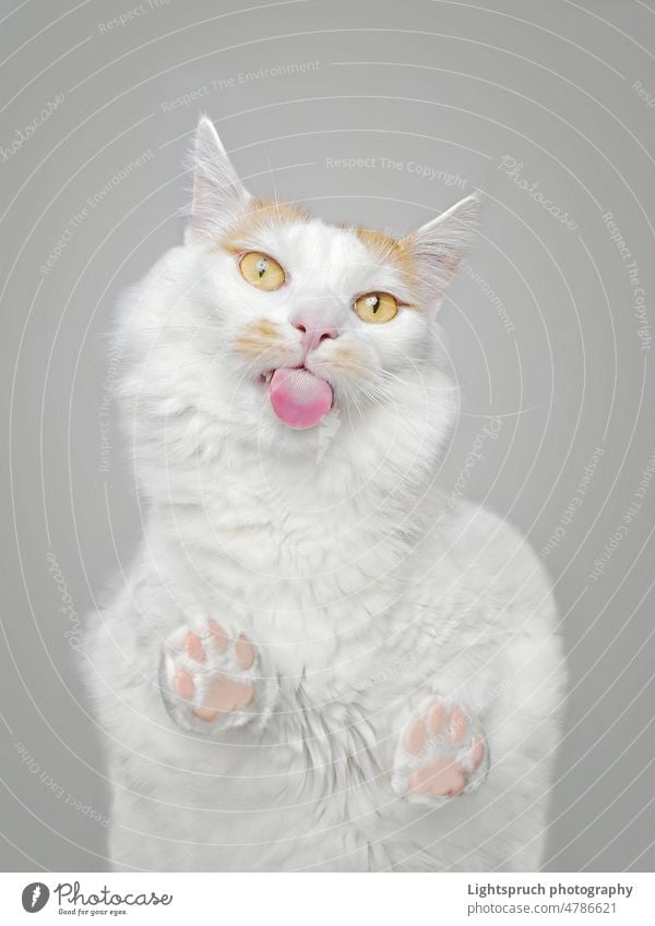 Bottom view of funny tabby cat licking the screen. domestic cat directly below hungry low angle view copy space gray background humor looking down animal