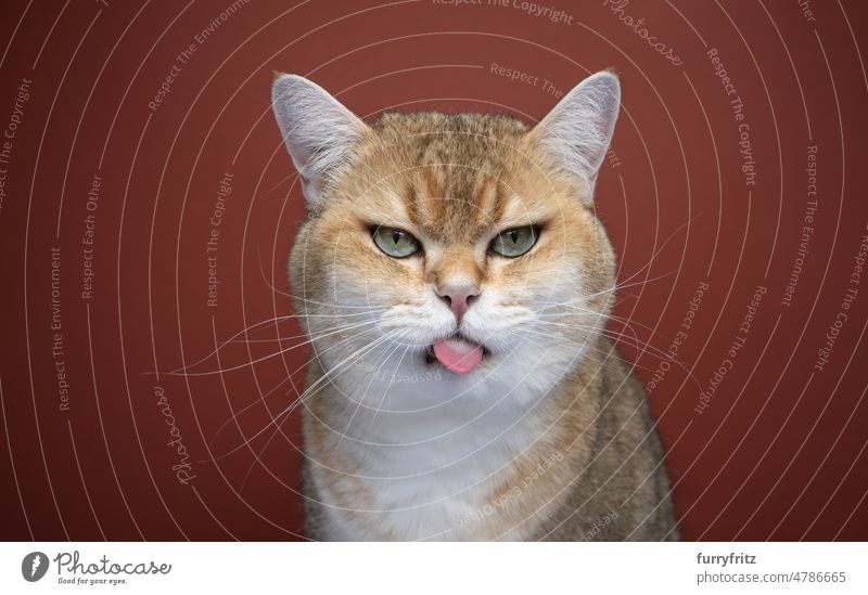 naughty cat sticking out tongue making funny face indoors studio shot kitty pets fluffy fur feline british shorthair cat portrait cute red-brown