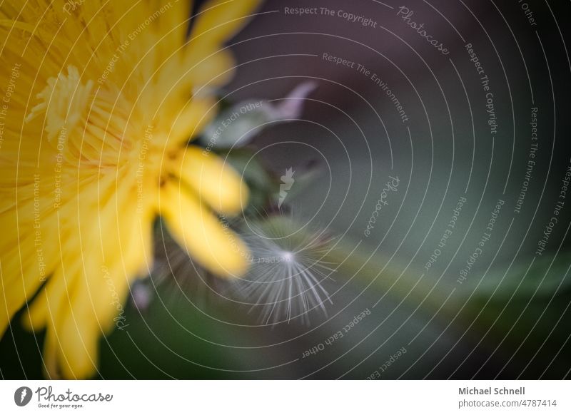 Dandelion: flower and fruit with flying umbrella (achene) dandelion seed Plant Nature Macro (Extreme close-up) Detail Close-up Sámen Shallow depth of field