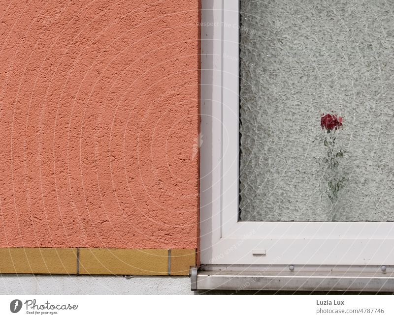 a single red rose behind a privacy window Window window glass opaque Screening Translucent pink Red Decoration neat Homey Living or residing Subdued colour Town