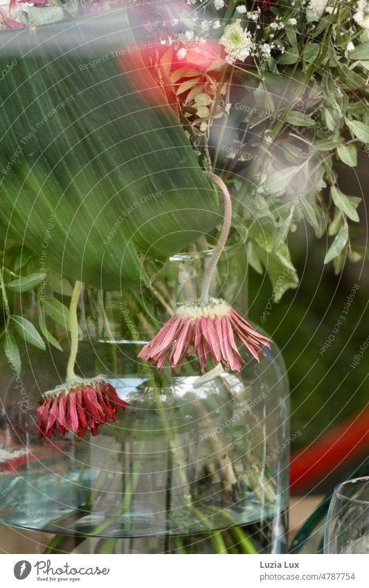 wilting gerbera in a large vase, pink and green and lots of light Gerbera Pink Limp fading shrivelling withered transient pretty flowers Blossom Vase Light